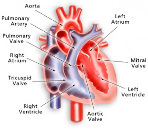 heartcrosssection-labeled1